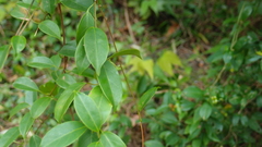 Urceola rosea