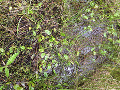 Potamogeton suboblongus