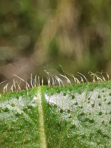 Image of Pilosella cymosa by (c) Ljaž, some rights reserved (CC BY)