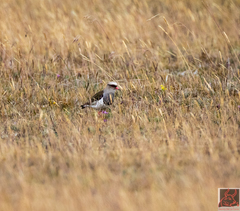 Vanellus resplendens