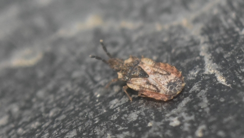 Aradus depressus