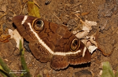 Cyligramma latona