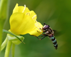 Megasyrphus laxus image
