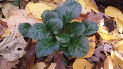 Pyrola americana