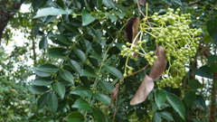 Zanthoxylum avicennae
