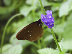 Euploea tulliolus ledereri