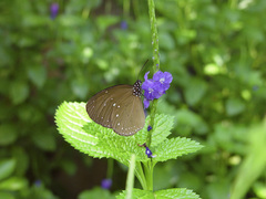 Euploea tulliolus ledereri
