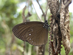 Euploea tulliolus ledereri