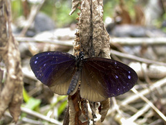 Euploea tulliolus ledereri