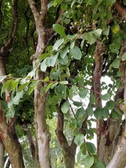 Lagerstroemia indica