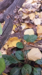 Pyrola americana