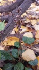 Pyrola americana