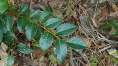 Breynia fruticosa