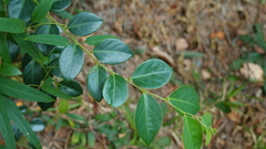 Breynia fruticosa
