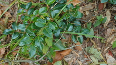 Breynia fruticosa