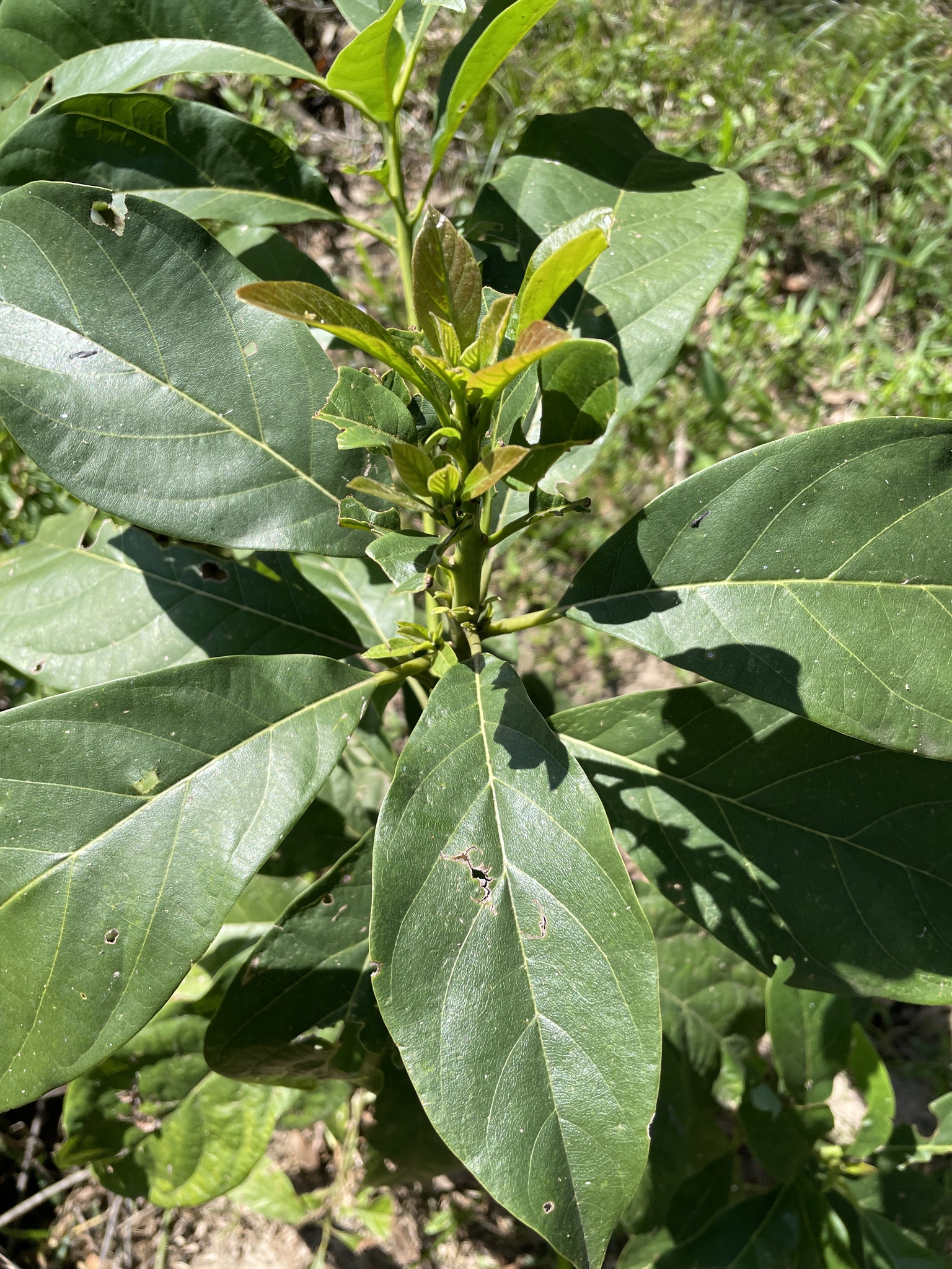 Persea americana