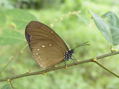 Euploea tulliolus ledereri