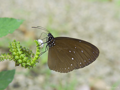 Euploea tulliolus ledereri