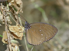 Euploea tulliolus ledereri