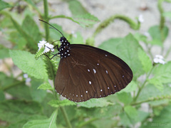 Euploea tulliolus ledereri