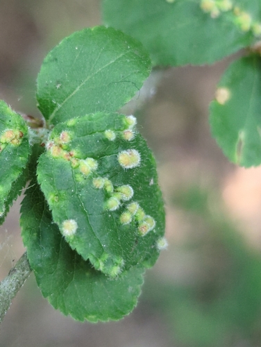 Eriophyes prunianus