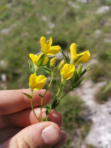 Image of Genista sericea by (c) Ljaž, some rights reserved (CC BY)