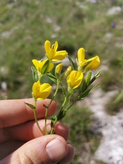 Genista sericea, photograph (c) Ljaž, some rights reserved (CC BY)
