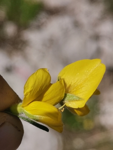 Image of Genista sericea by (c) Ljaž, some rights reserved (CC BY)