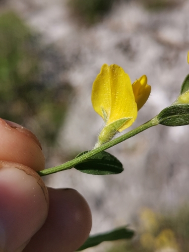 Image of Genista sericea by (c) Ljaž, some rights reserved (CC BY)