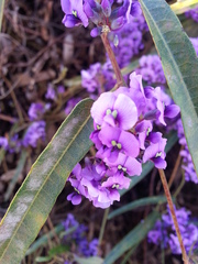 Hardenbergia