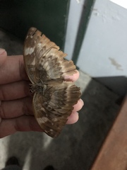 Abrota ganga formosana