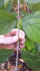 Viburnum