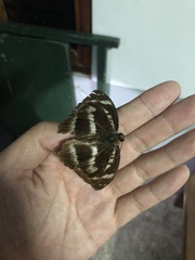 Abrota ganga formosana
