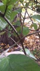 Viburnum