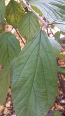 Viburnum