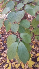 Viburnum