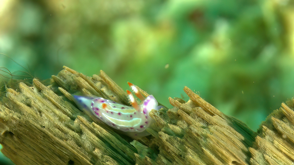 mexichromis-aurora-r-f-johnson-gosliner-1998