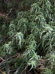 Sphagnum squarrosum