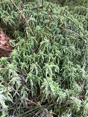 Sphagnum squarrosum