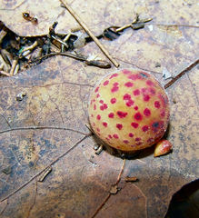 Atrusca quercuscentricola