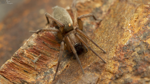 Xerophaeus vickermani