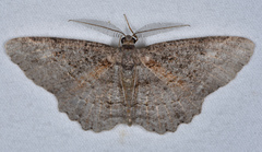 Neoalcis californiaria