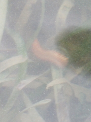 Hermodice carunculata