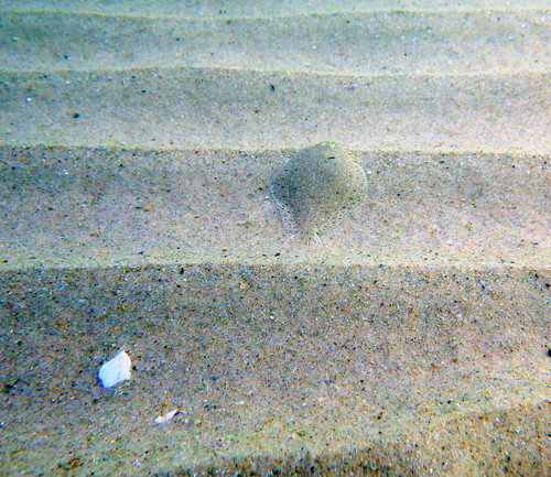 Derwent flounder (Taratretis derwentensis) — Pleuronectidae