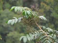 Toxicodendron striatum