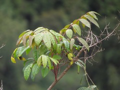 Toxicodendron striatum