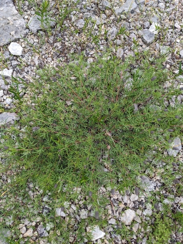 Image of Dalea gattingeri by (c) Alaina Krakowiak, some rights reserved (CC BY)
