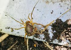 Erginulus subserialis