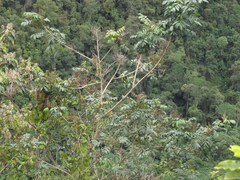 Toxicodendron striatum