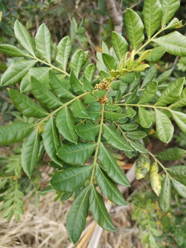 Image of Hippobromus pauciflorus by (c) Andrew Gillespie, some rights reserved (CC BY-SA)